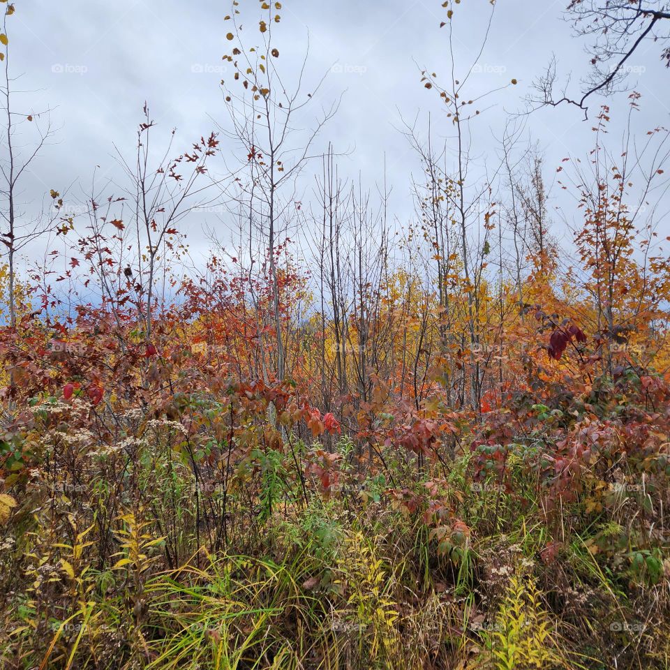 Edge of the woodline