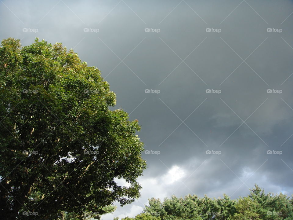 Green Color Story,oak tree leaves