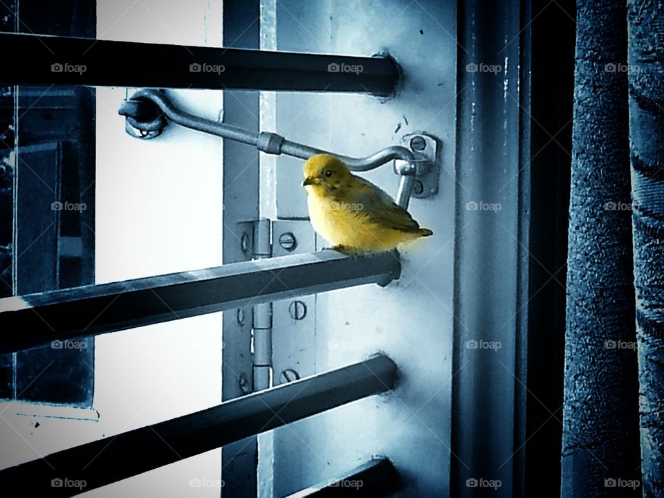 bird in window