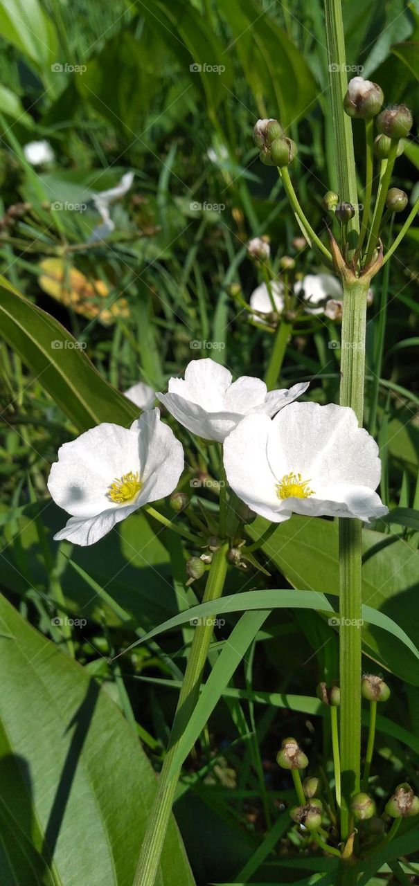 Water jasmine is a wild plant that grows wild in white swamps

￼