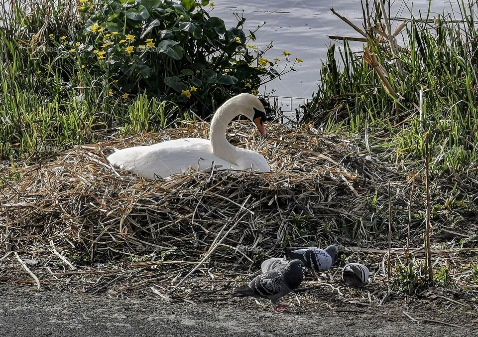 Swans next in the park