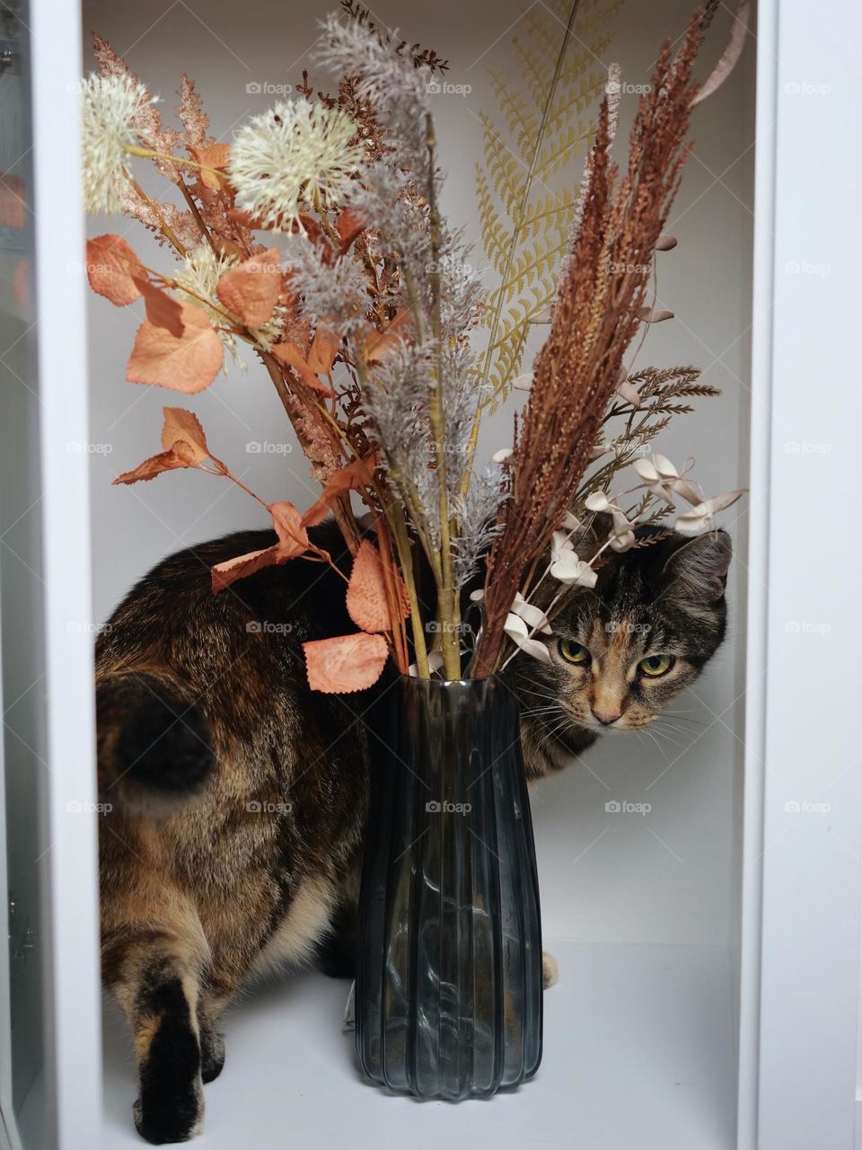 Cat behind vase