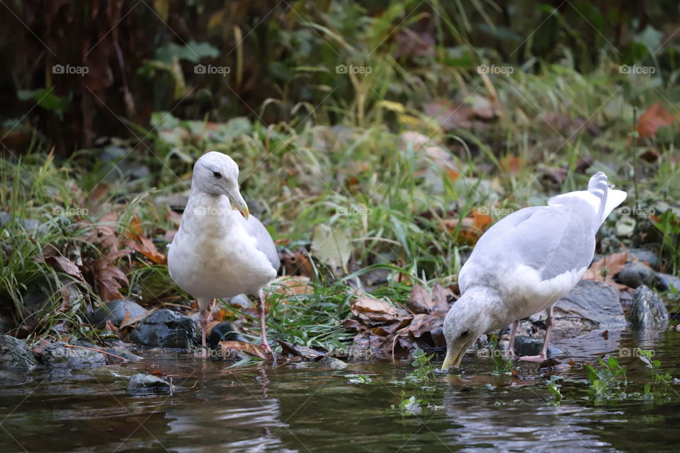 Seagulls by the river in autumn 