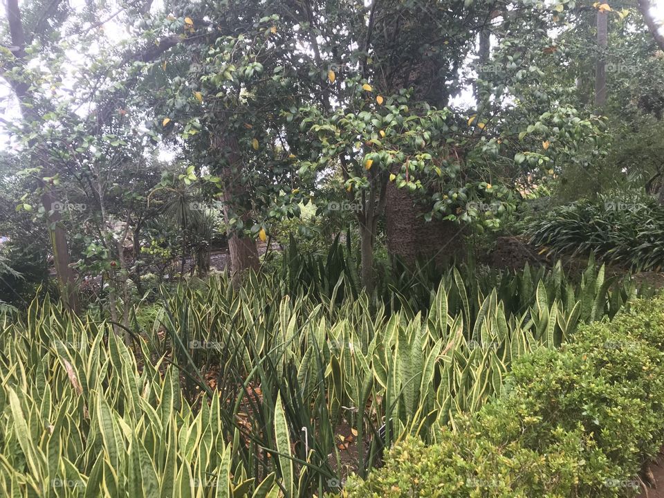 Jardim botânico Funchal 