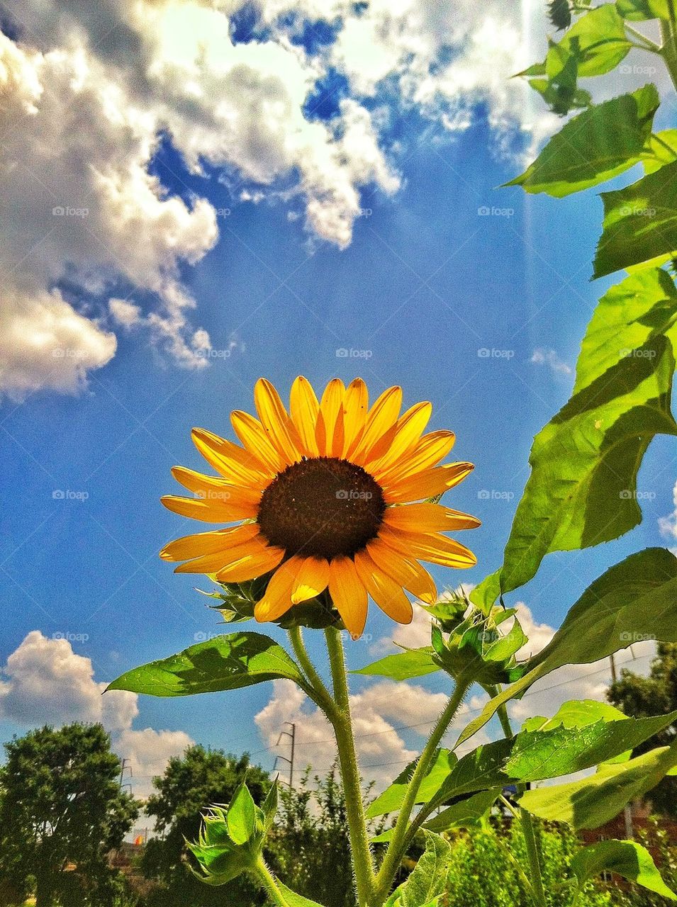 Sunlight on sunflower