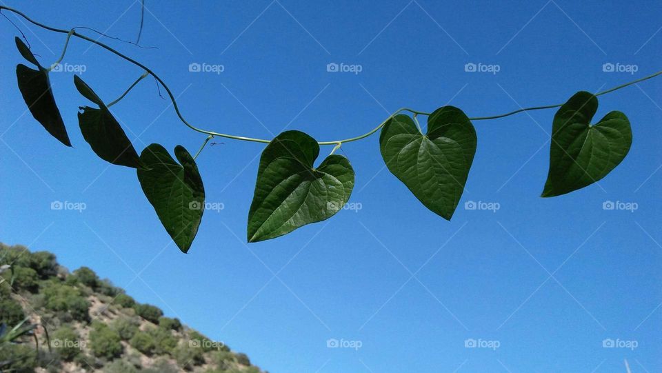 Beautiful green Heart of leaves.