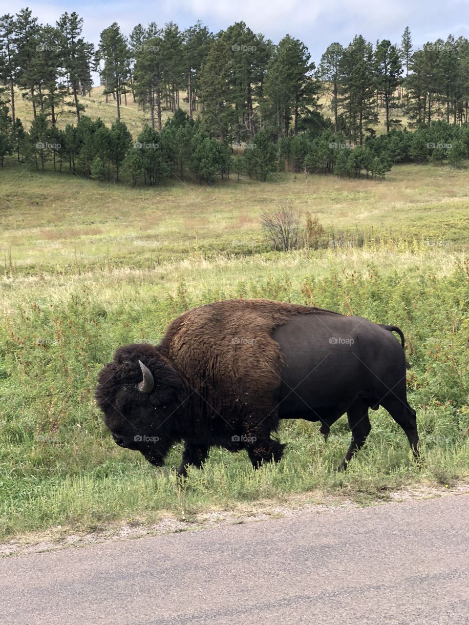 Buffalo of Yellowstone