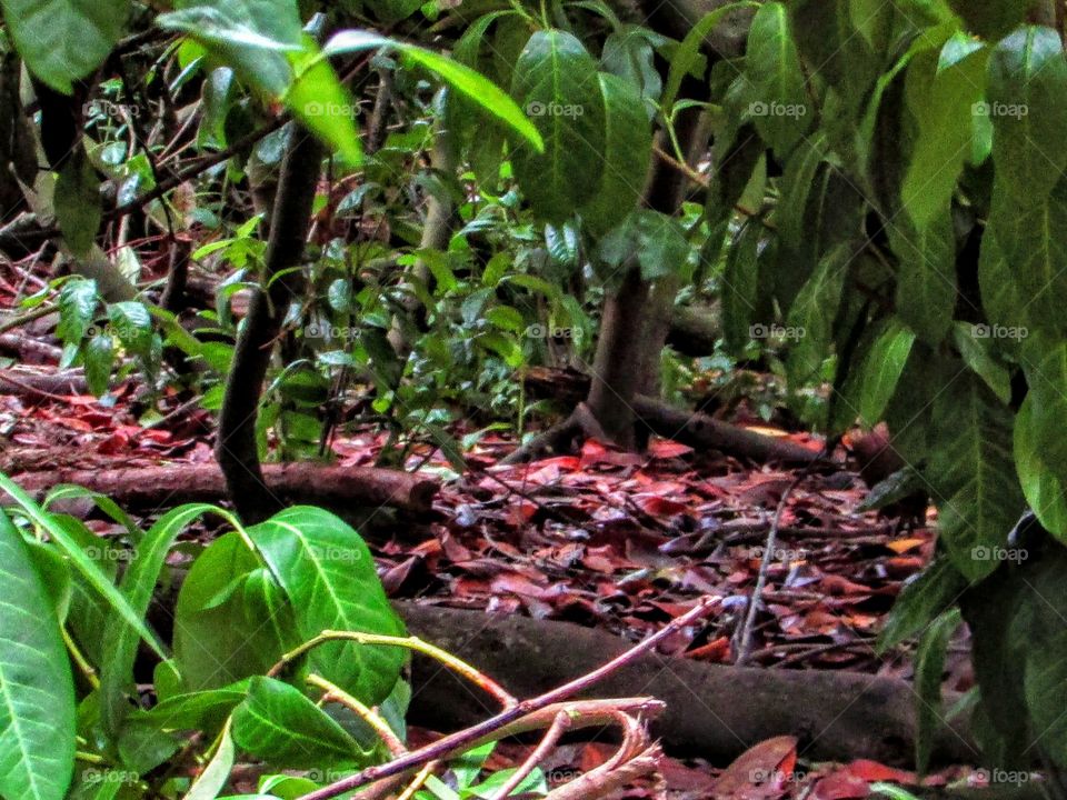 green leaves red leaves
