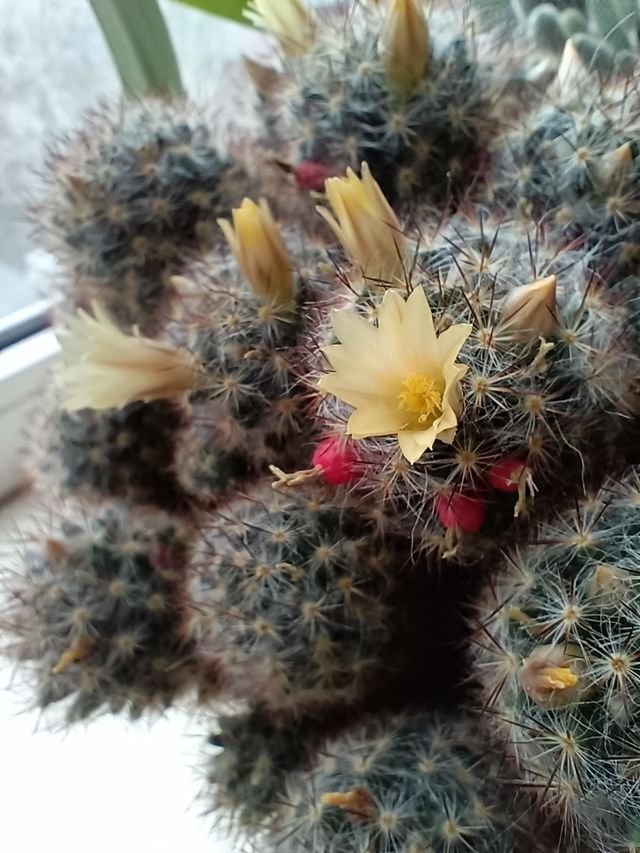 cactus