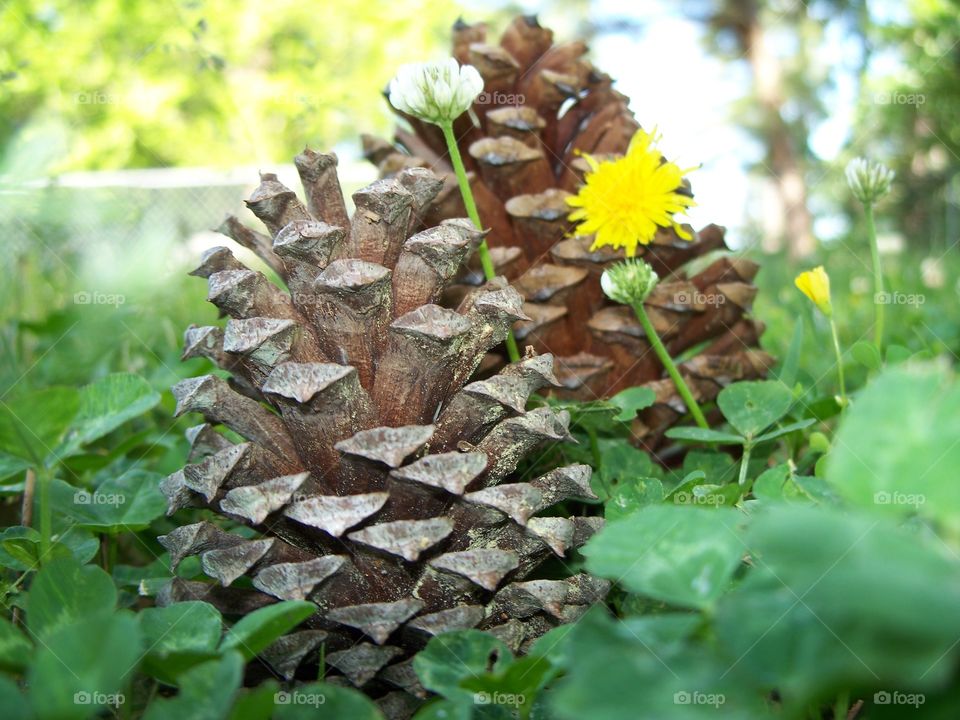 Pine cones and flowers