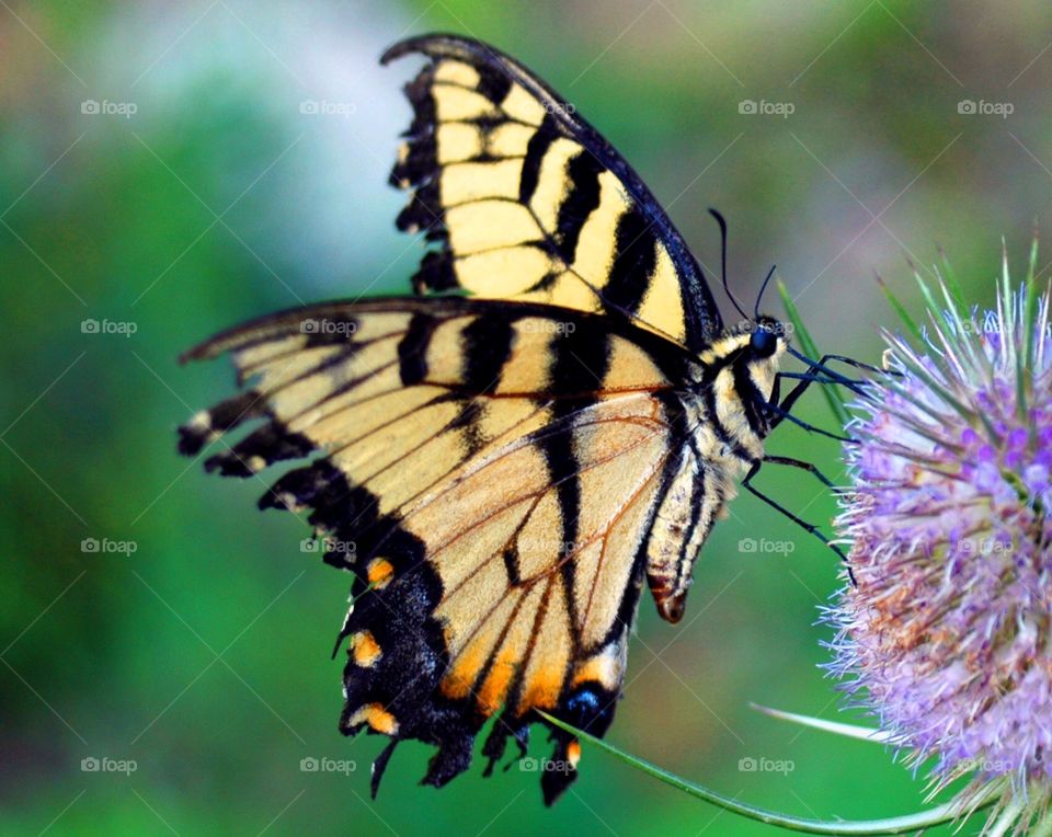 A swallowtail butterfly feeding on a thistle flower