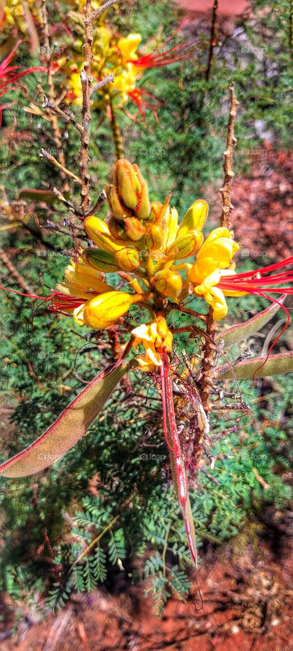 cactus flower