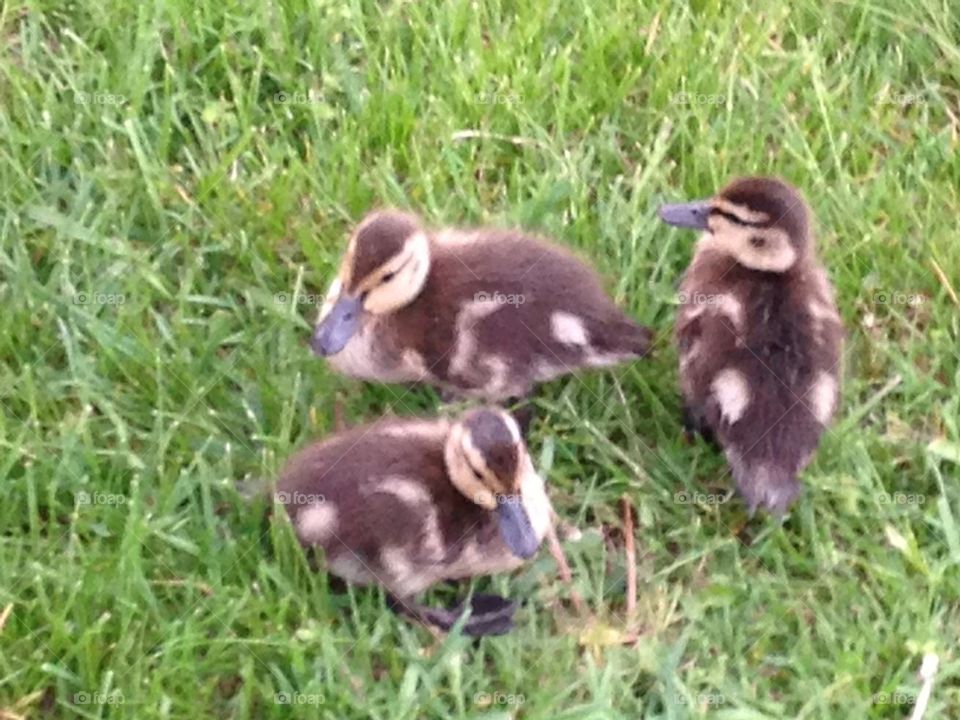 Ducklings