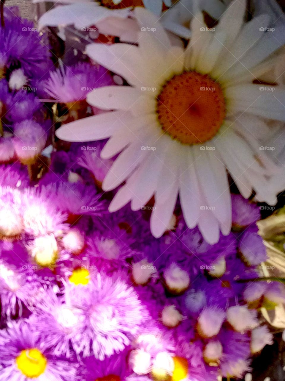 Flower, Nature, Flora, Floral, Bright