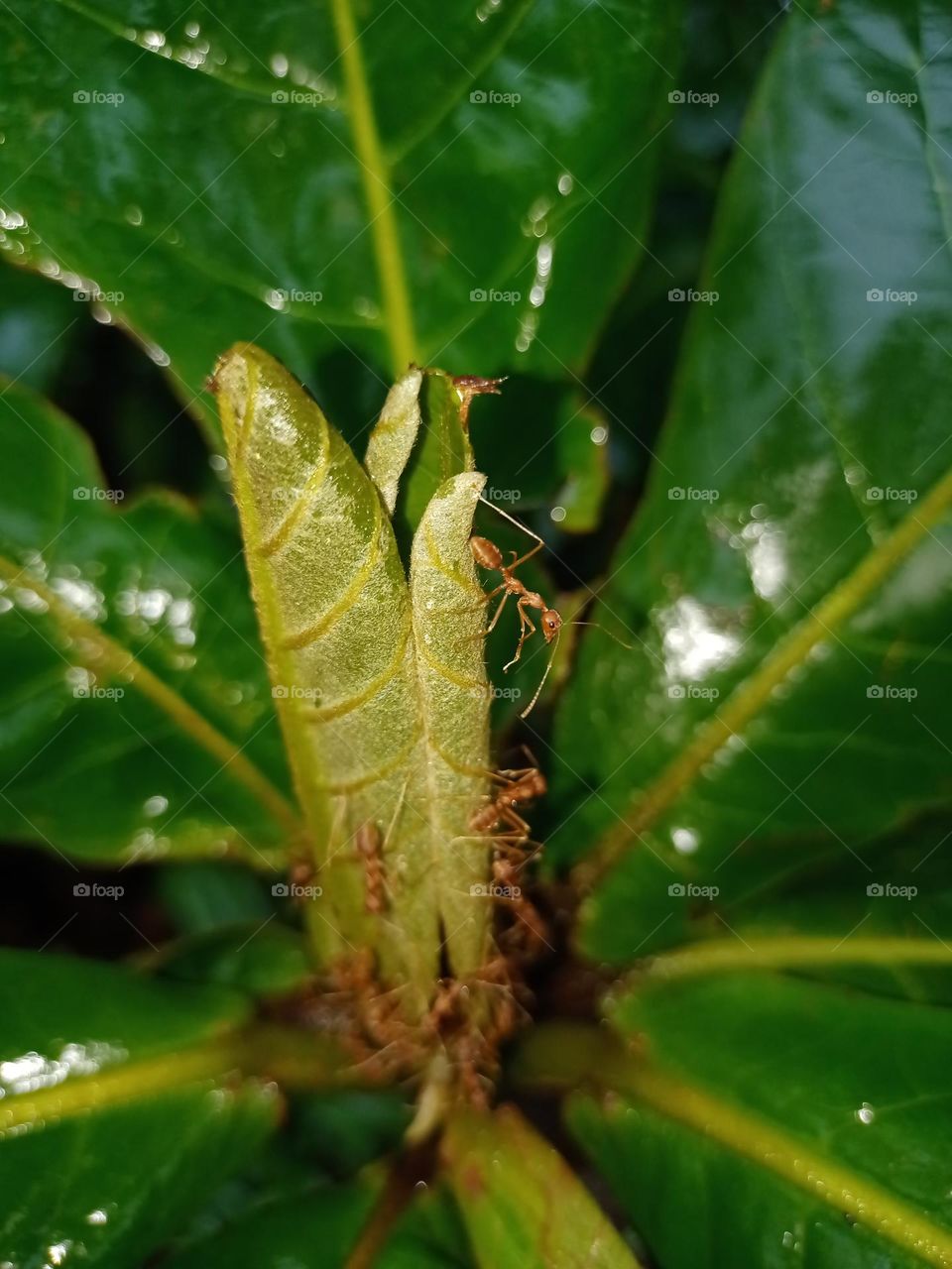 weaver ant nest in the garden clousup photo