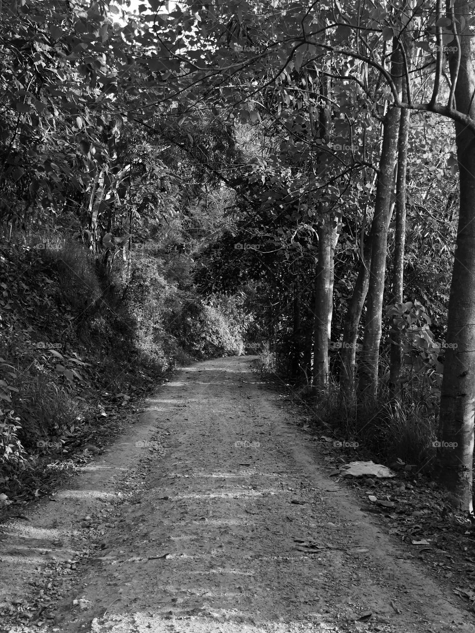 on the road to the forest