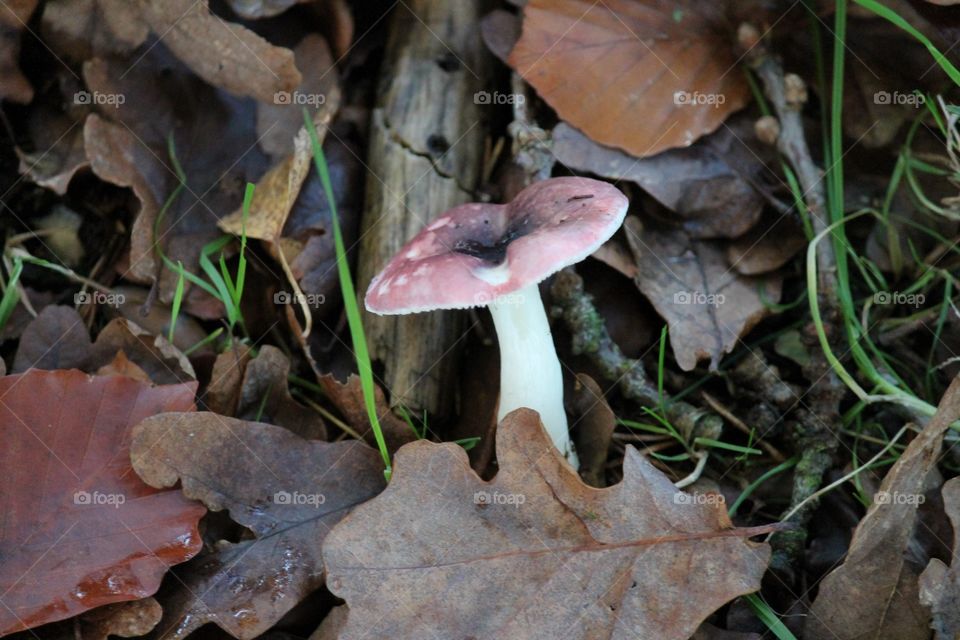 Mushroom in wood leaves autumn 