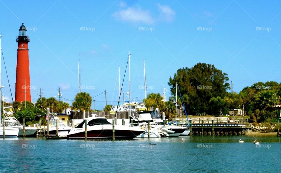 Dolphin watching in a perfect setting. Florida
