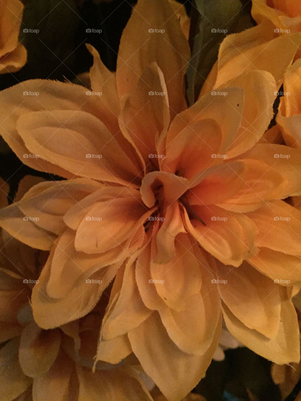 Yellow Flower. A yellow flower.