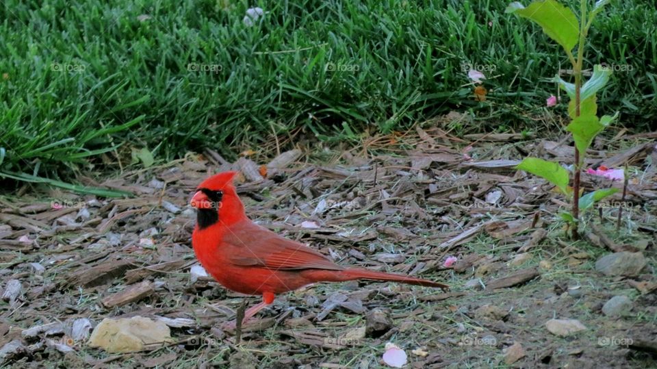 Male Cardinal graces our yard