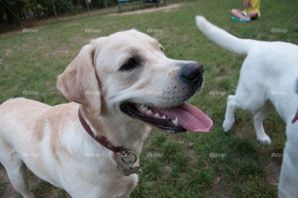 Smiling dog