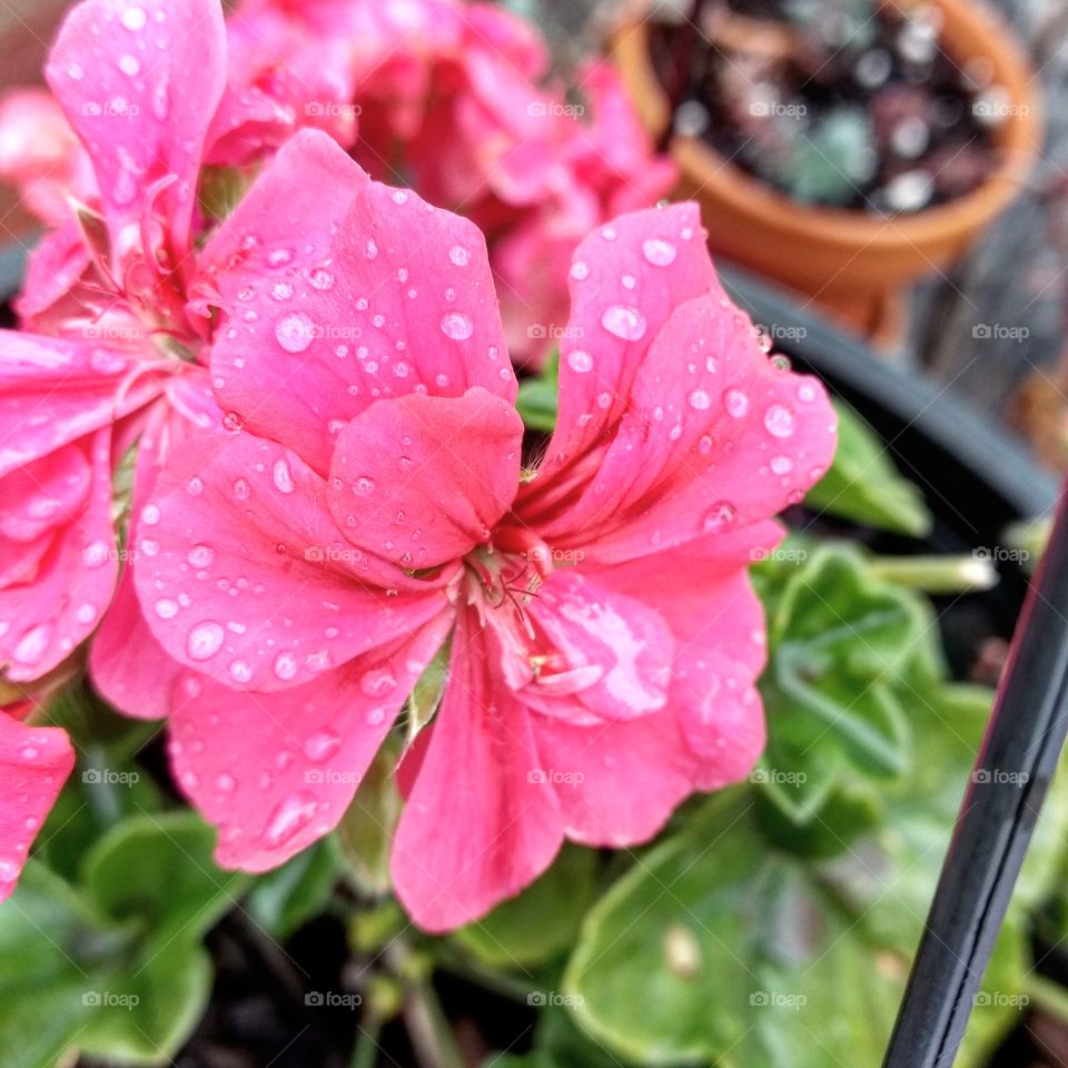 Raindrop Pink Flower