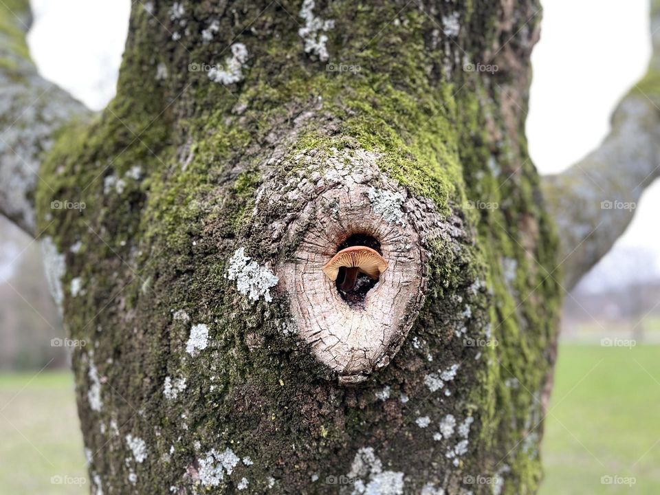 Mushroom living in a tree