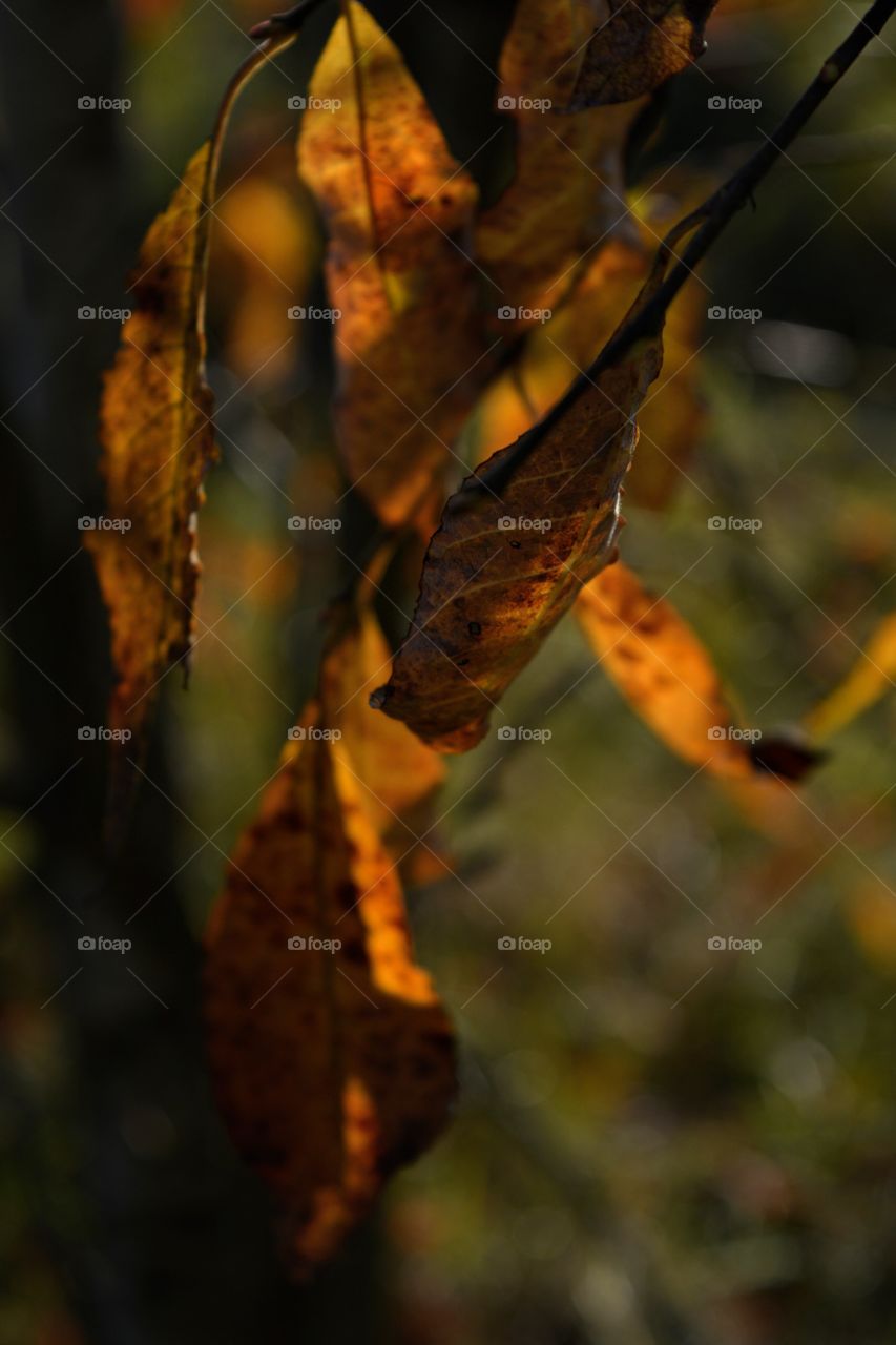 autumn gold leaves in the solar light
