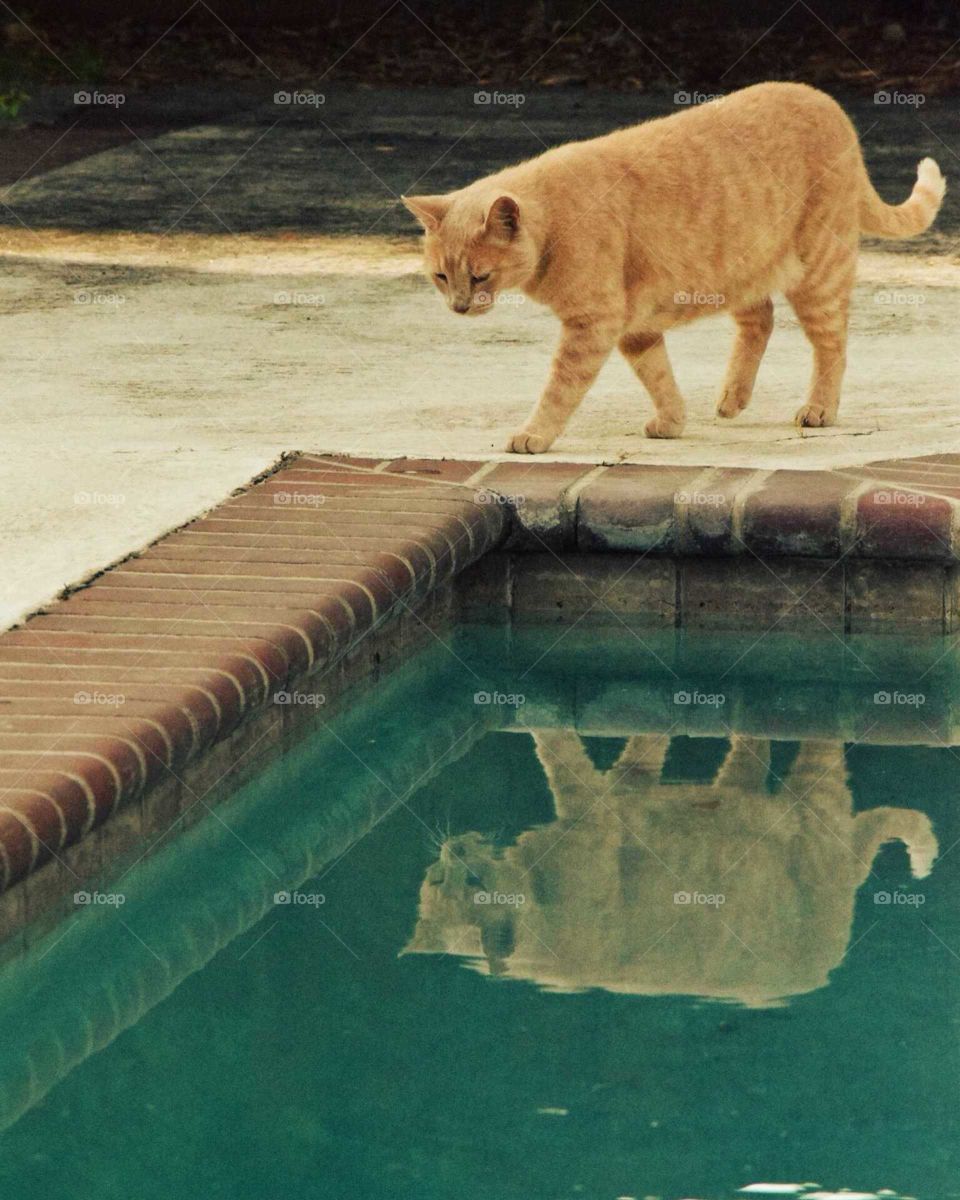 Cat at the pool