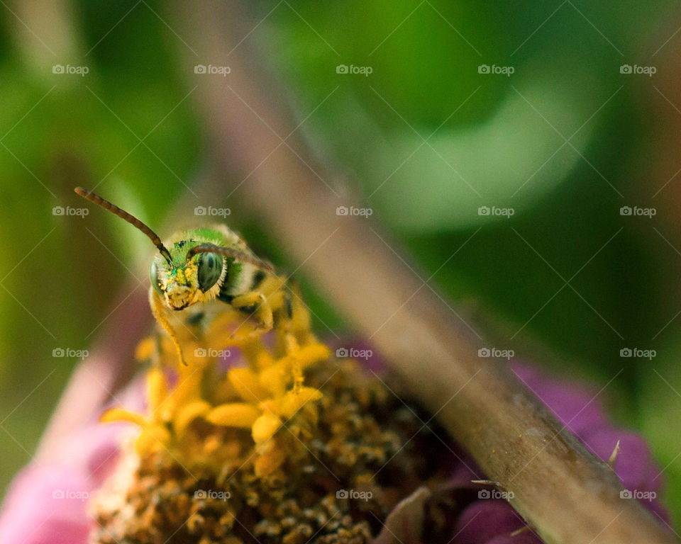 Metallic sweat bee on a Cosmo flower