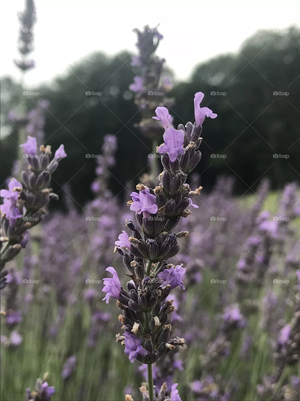 Lavender lingers 