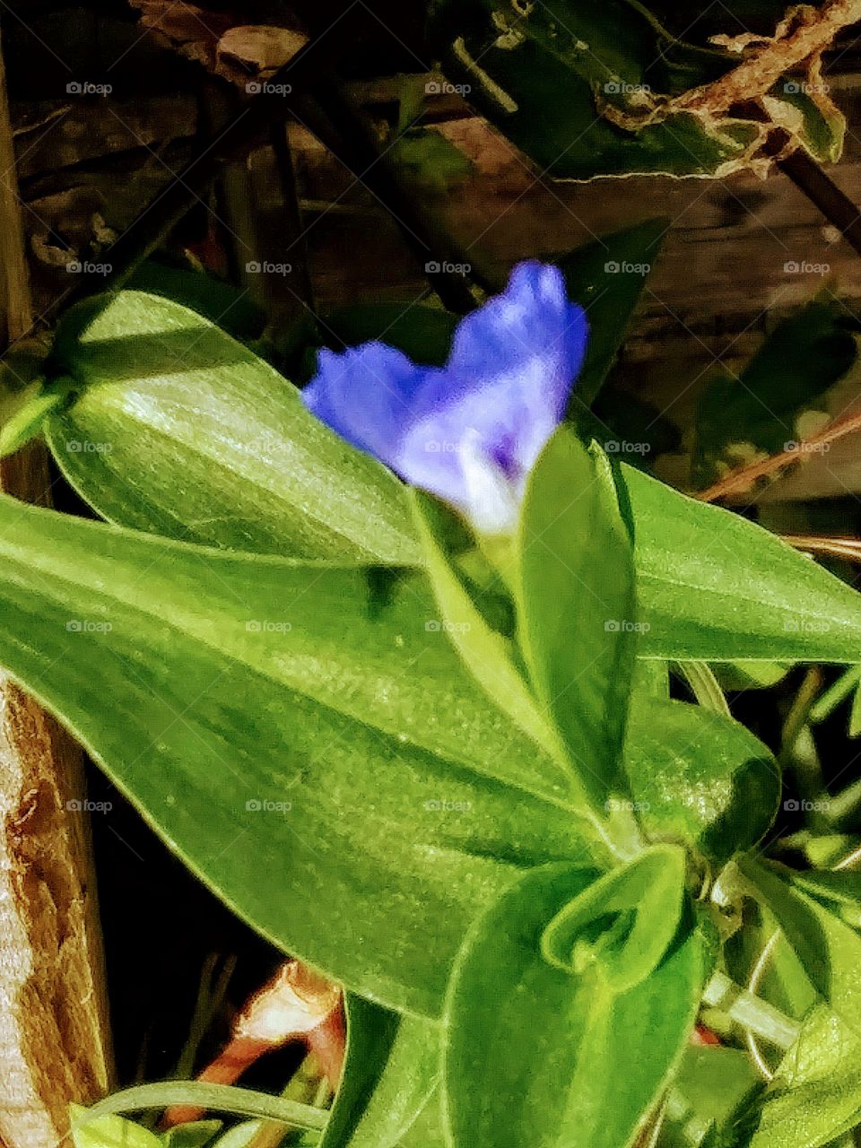 tiny blue flower