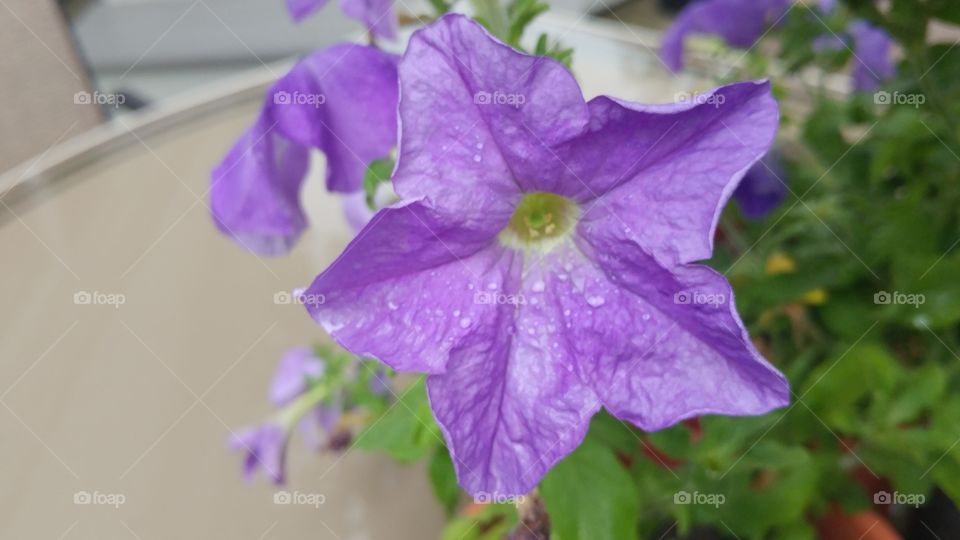 Purple Petunias