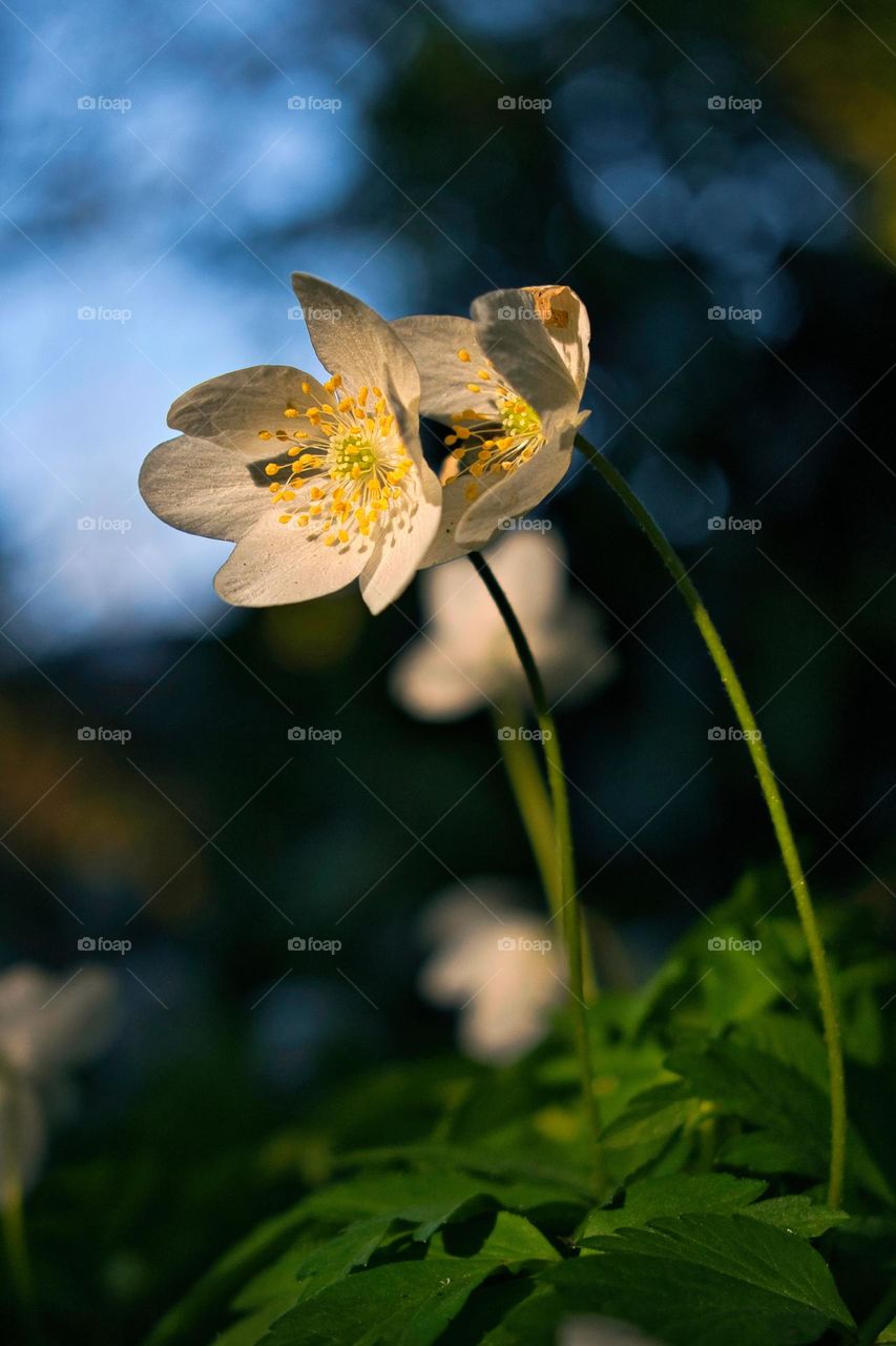 White flowers