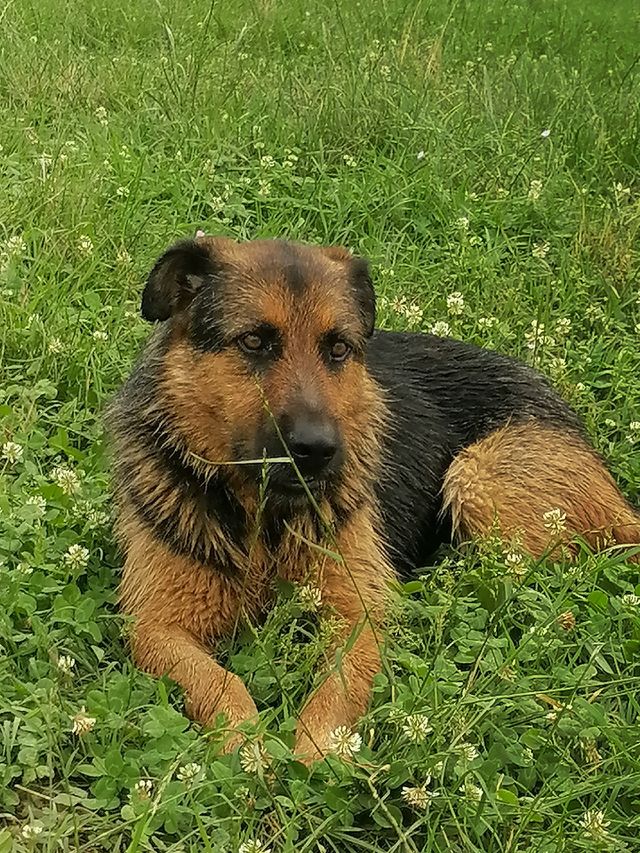 Dog
