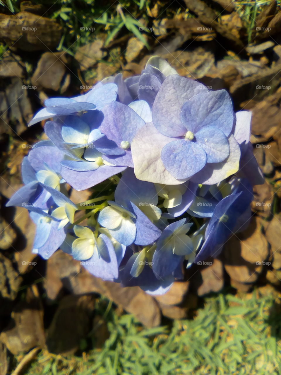 Hortênsias azuis, lilás, rosas ou brancas sempre lindas, depende só do solo