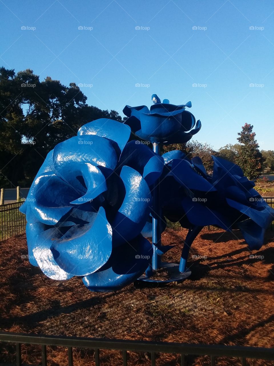 A day in the park, blue roses sculpture in the evening light.