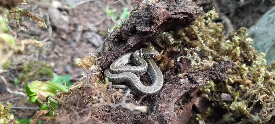 Snake sunbathing