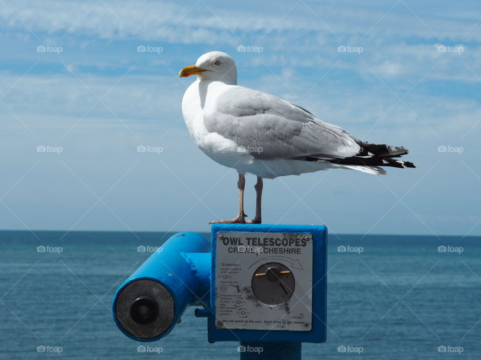 Seagull in Aberystwyth standing on an owl telescope with blue skies and blue sea in the background