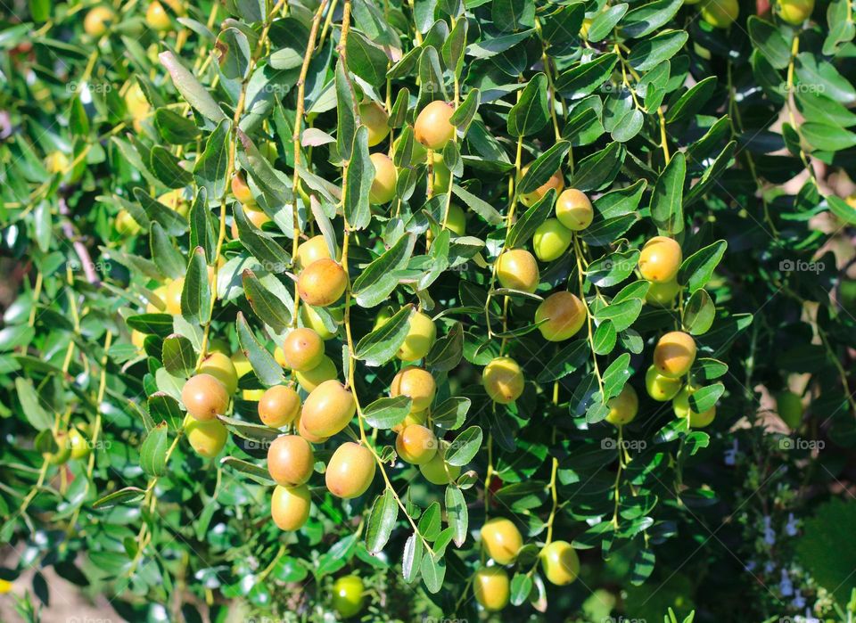 Close up of jujuba fruits on branch