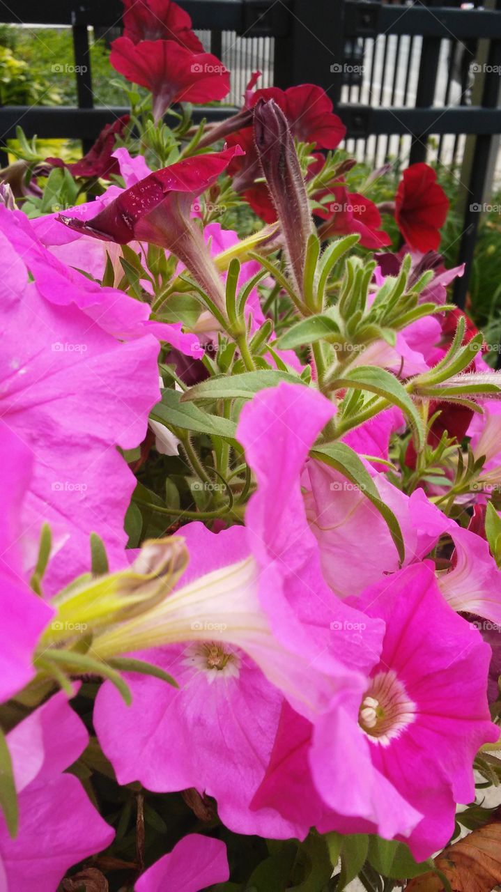 Flower, Nature, Flora, Garden, Summer