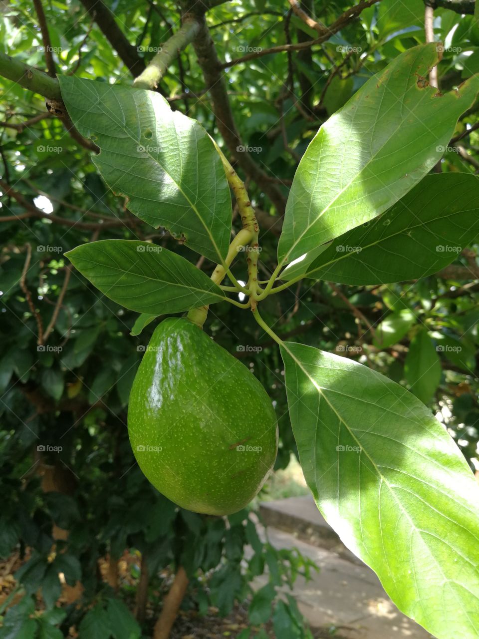 A Baby Avocado Fruit Grows Beautifully In The Tree