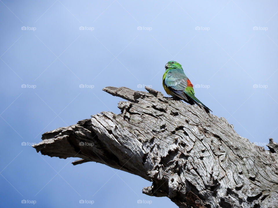Grass Parrot Up High