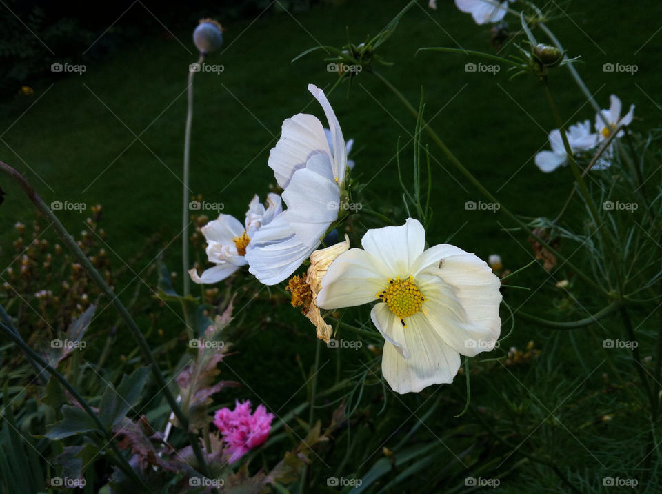 flowers garden nature macro by chris7ben