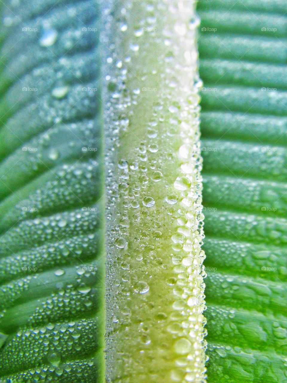 dew drops on leaf
