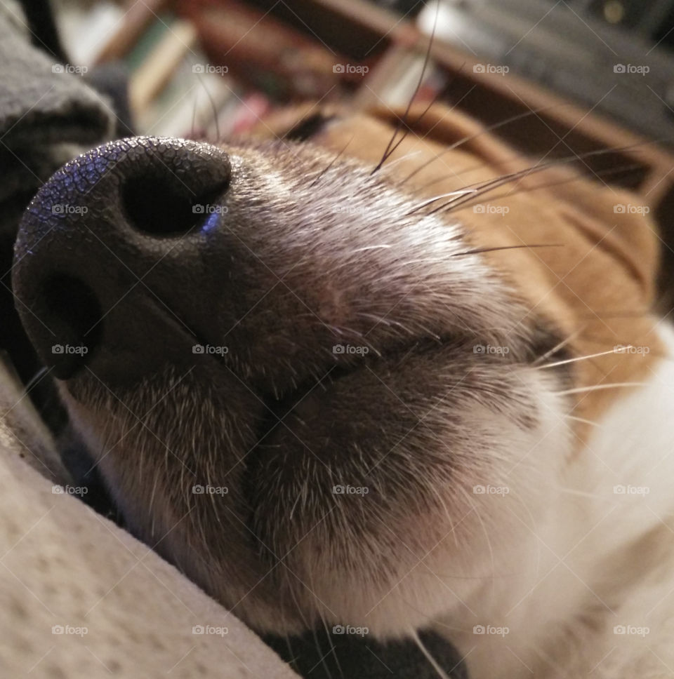 Close-up of sleeping dog nose