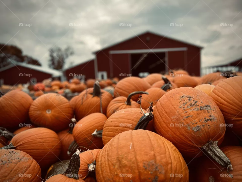 Pumpkin 