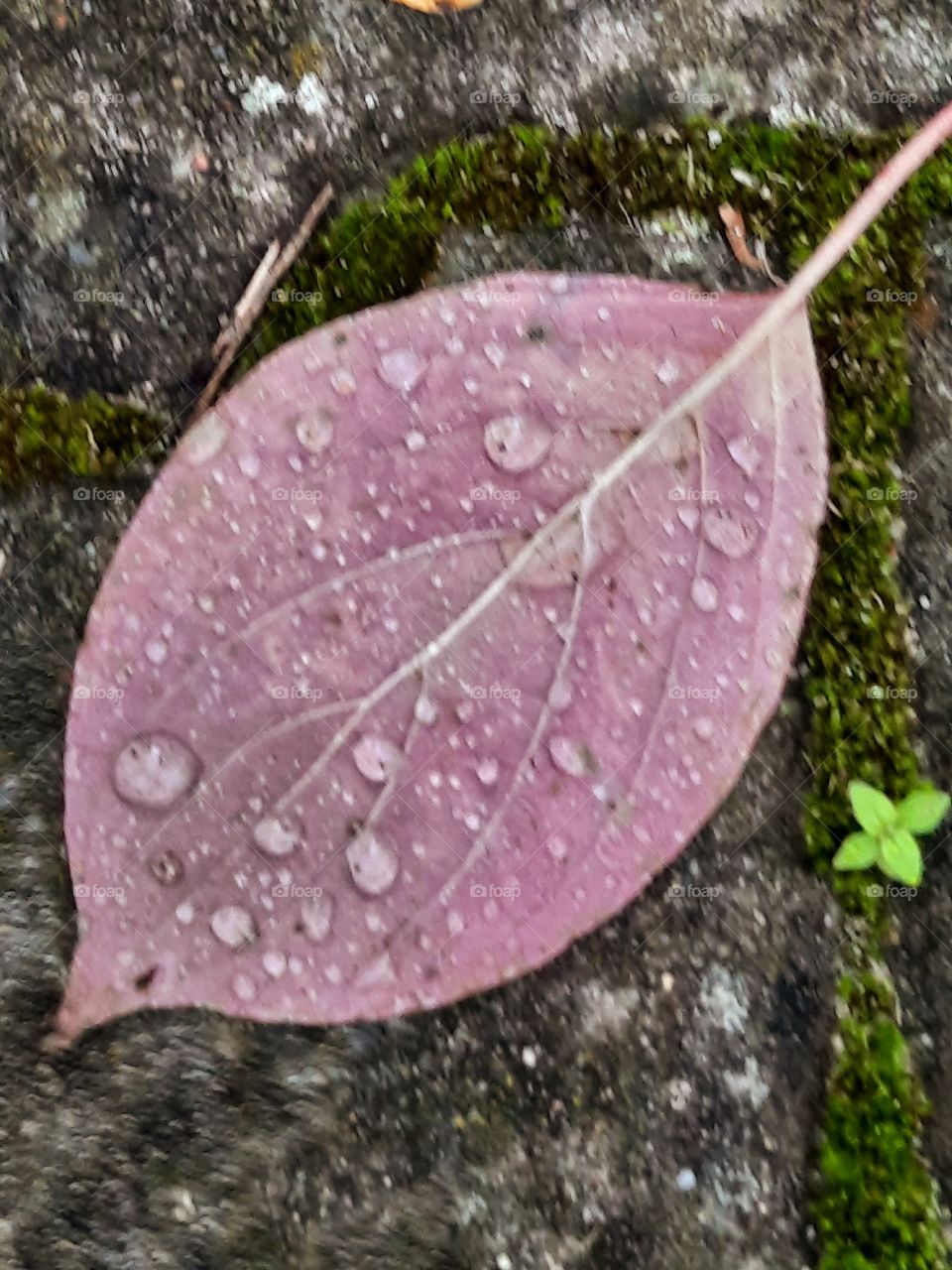 fallen purple leaf with raindrops