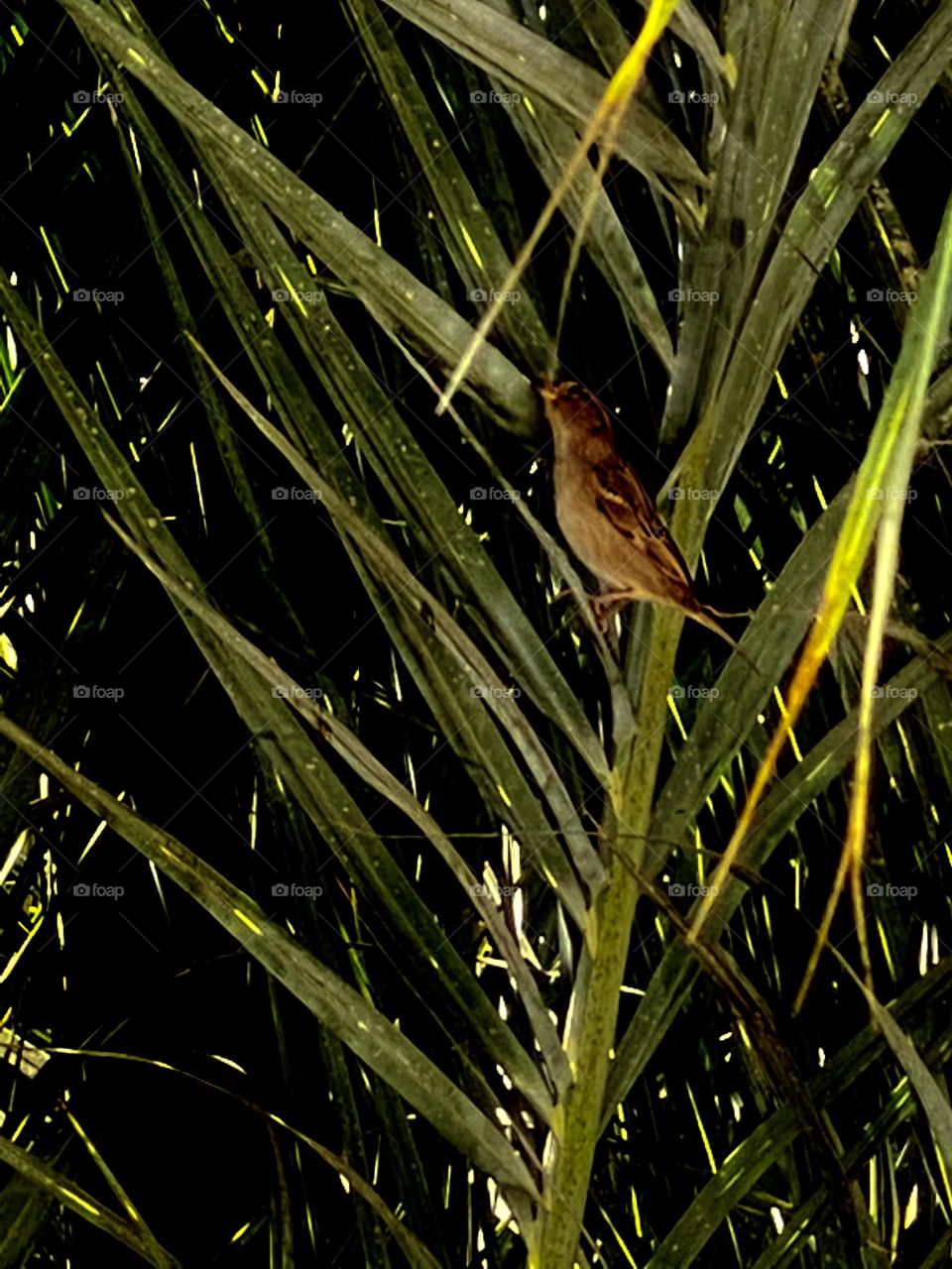 A little bird resting on a palm tree