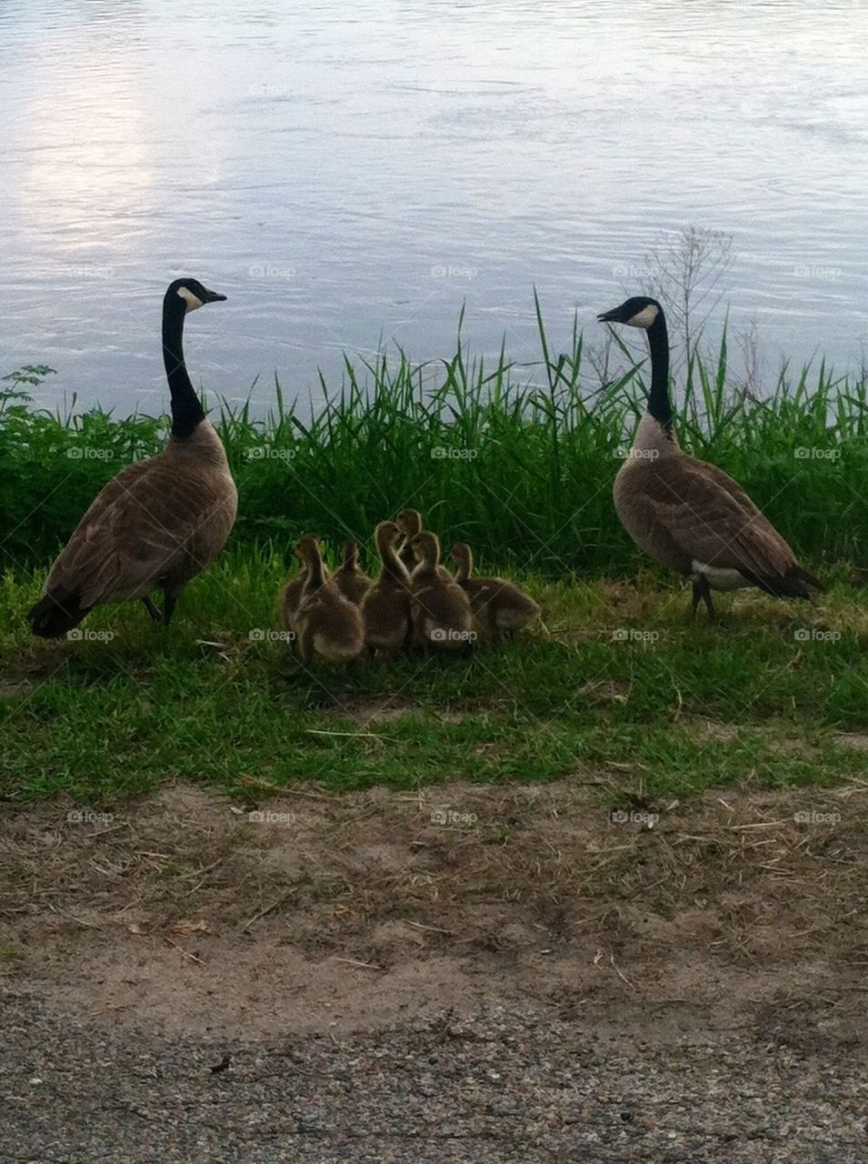 Geese by the River